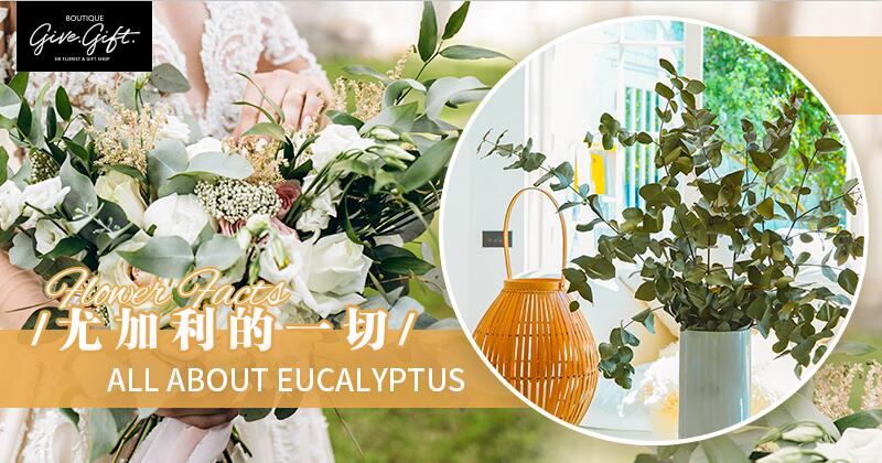 Flower Facts: All About Eucalyptus 